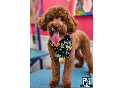 a poodle dog wearing a bandana